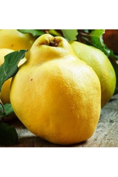 Айва Cydonia oblonga ‘Rumo’  восени